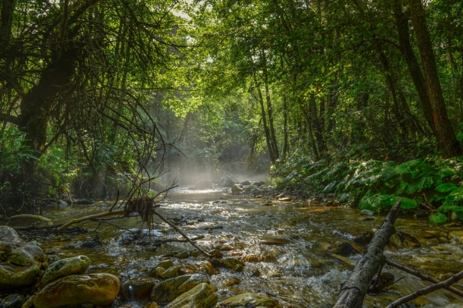Jonizacja powietrza w środowisku naturalnym leśny potok